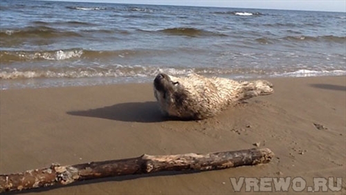 Рижский зоопарк принял найденного на побережье тюлененка